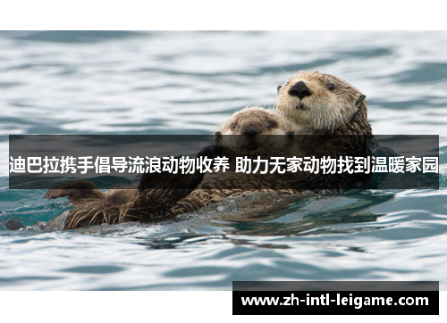 迪巴拉携手倡导流浪动物收养 助力无家动物找到温暖家园 迪巴拉携手倡导流浪动物收养 助力无家动物找到温暖家园